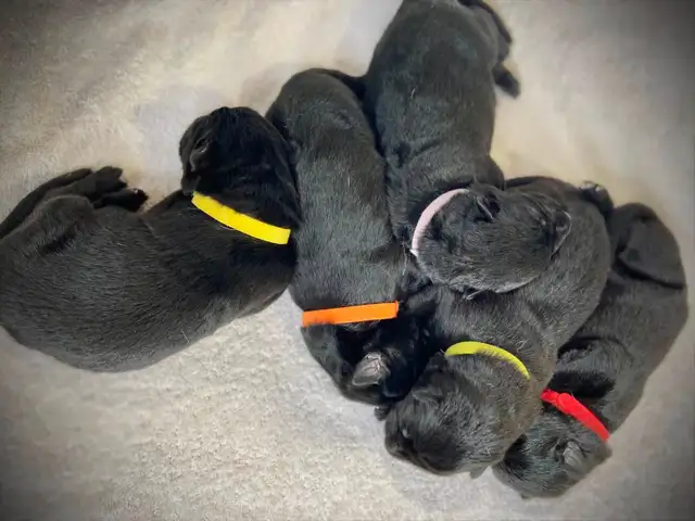 Chiots Berger Allemand (Noir et Blanc) in Dogs & Puppies for Rehoming in Gatineau - Image 4