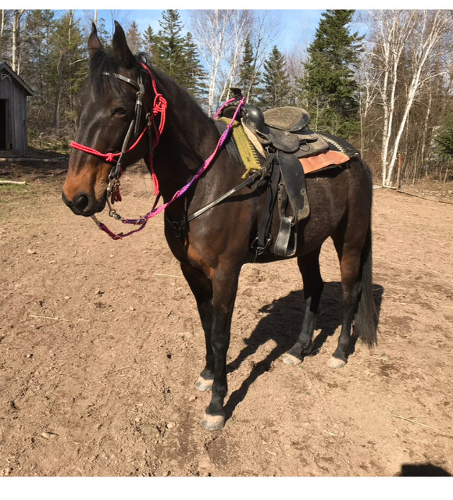 Western saddles in Equestrian & Livestock Accessories in New Glasgow - Image 4
