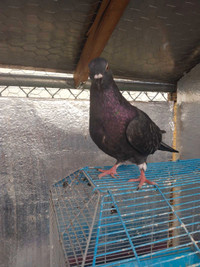 Pigeon for sale