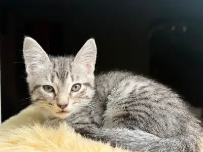 Kittens fore homing, View more