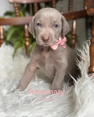 Weimaraner, View more