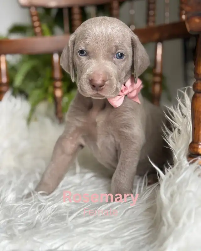 Weimaraner in Dogs & Puppies for Rehoming in Edmonton - Image 2