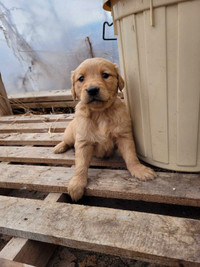 Golden retriever puppies for rehoming 