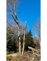 Residential and Commercial Tree removal Service