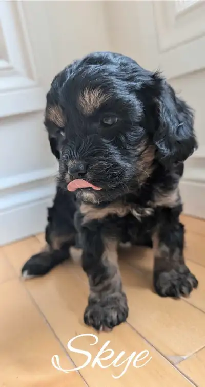 We are so excited to introduce our F1bb litter of adorable Cavapoos born April 30th and raised in Ed...