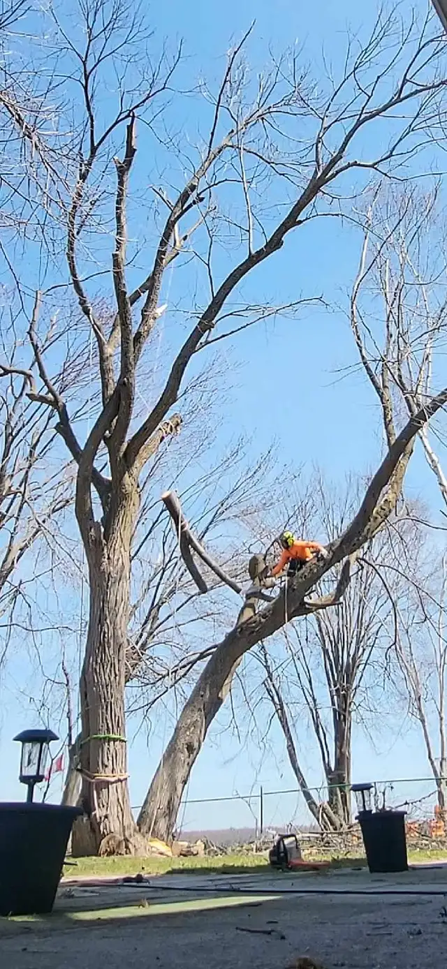 Tree Removal Tree Pruning 647 654-188462864359395971122