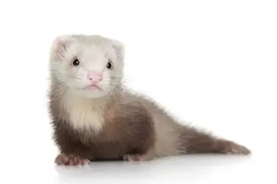 Looking for a ferret , View more