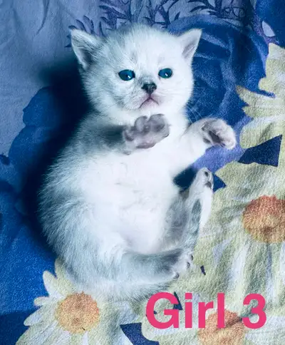 I have around 5-6 weeks old Purebred British kittens for reservation now. Please read over well: 3 g...