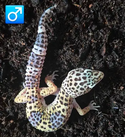 Leopard Geckos for Sale, View more