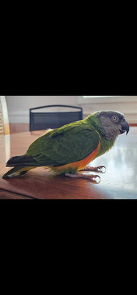 Sweet and sensitive Senegal Parrot