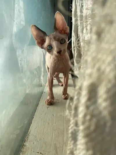 Sphynx kittens, View more