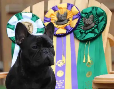 CKC REGISTERED French Bulldog Puppies., View more