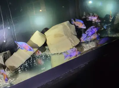 OB peacock cichlids maless, View more