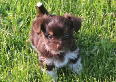 Gorgeous Yorkies, View more