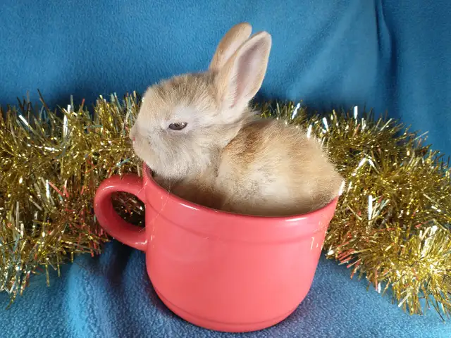 EXTRAORDINAIRE bébé lapin nain néerlandais* Netherland Dwarf in Small Animals for Rehoming in City of Montréal - Image 9