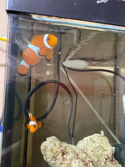 Pair of clowns. Super healthy. No longer have space for them. Have been in my care for 2+ years. Pic...