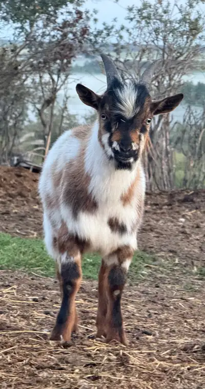 Registerable (both parents are registered) Sire & Dam pictured in last photos. This guy is fancy! Bl...