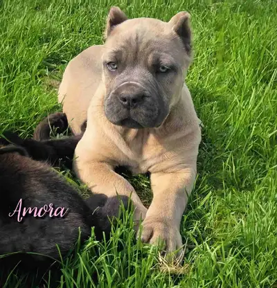 ♦️All pups from this litter have found homes. •Available spots in our next litter. •Please inquire f...