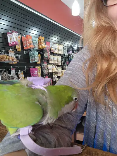 Female Green Quaker parrot at Tyrannosaurus pets , View more