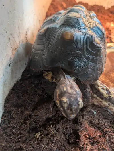 5 year old Female Red foot tortoise with full enclosure, View more
