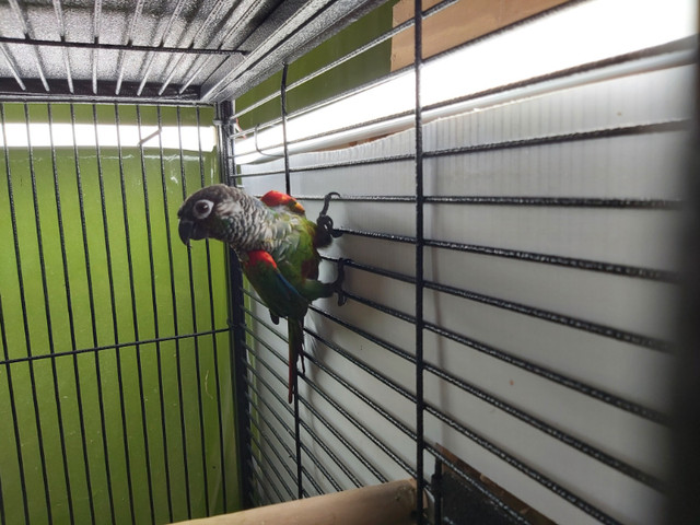 Pearly / Mooncheek conure adult pair in Birds for Rehoming in Abbotsford - Image 2