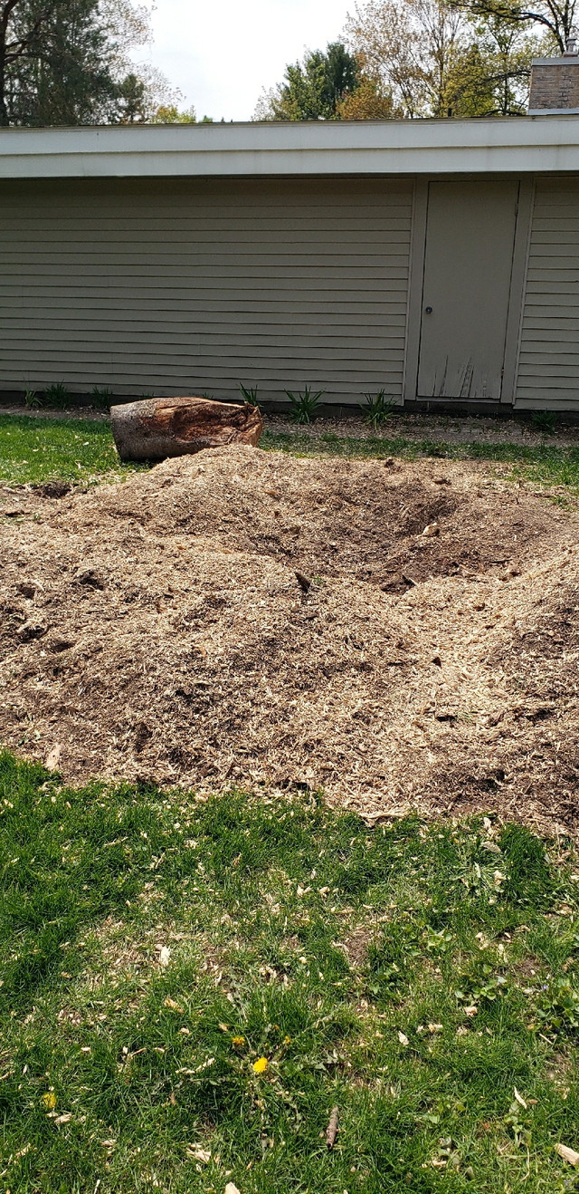 Stump grinding of trees  big or small in Lawn, Tree Maintenance & Eavestrough in Sault Ste. Marie