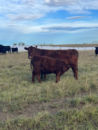 2 month old angus cross calves for sale