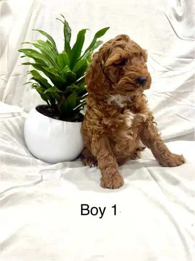 Lovely Cockapoo puppies, View more