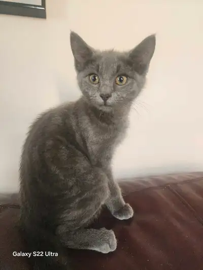 chaton mâle croisée bleu russe, View more