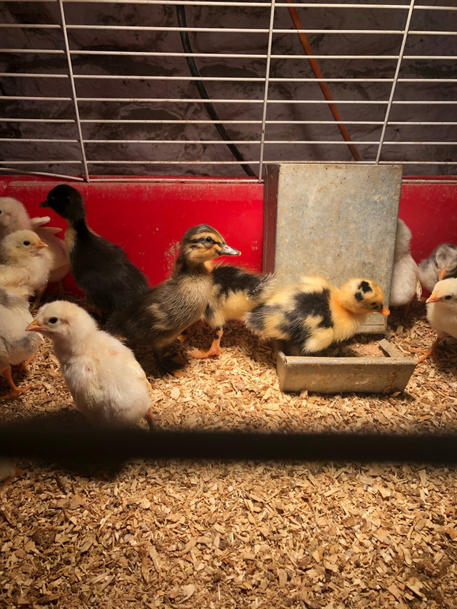 Layer chicks in Livestock in Oshawa / Durham Region - Image 3