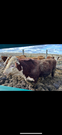 5 year old hereford Bull for sale. Friendly.