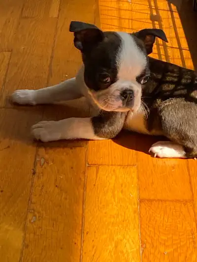 Boston terrier prêt à partir , View more