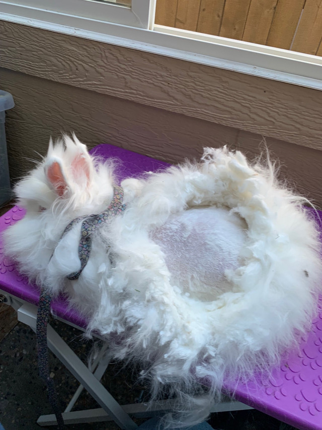 Mobile Bunny Grooming (825)438-2700 in Animal & Pet Services in Calgary - Image 3