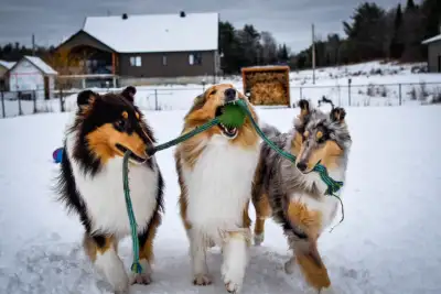 CHIOTS COLLEY / COLLIE PUPPIES, View more