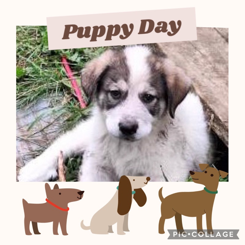 Puppies For Sale Dogs & Puppies for Rehoming Muskoka Kijiji