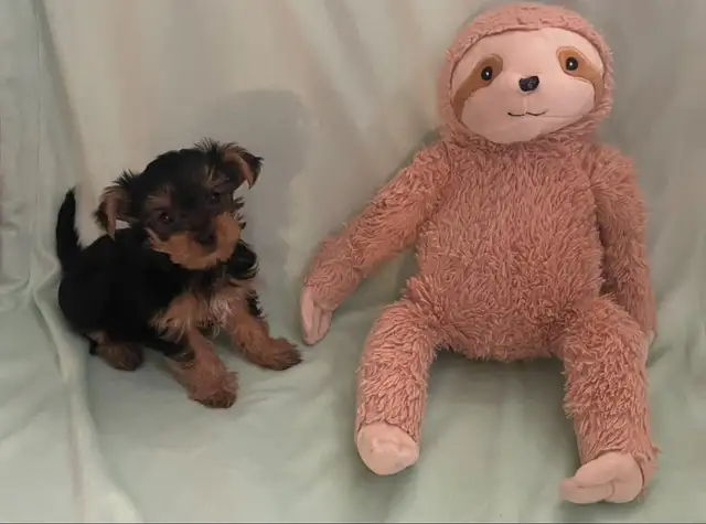 Yorkshire Terriers in Dogs & Puppies for Rehoming in Oakville / Halton Region - Image 3
