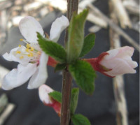 Nanking cherry (Prunus tomentosa)