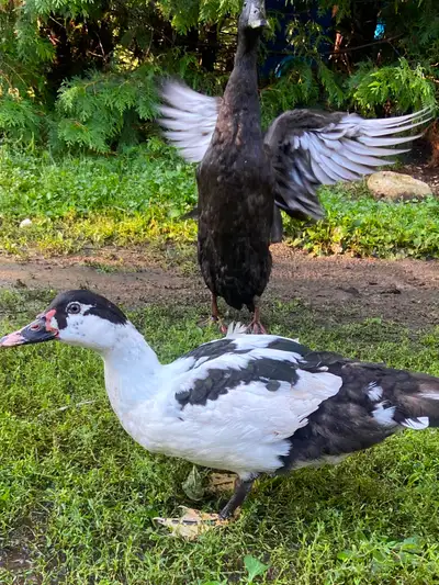 Muscovy hens female ducks, View more