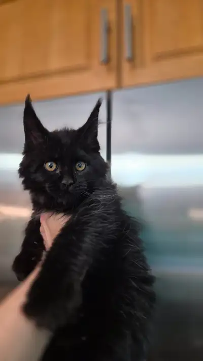 Mainecoon kittens TICA registered, View more