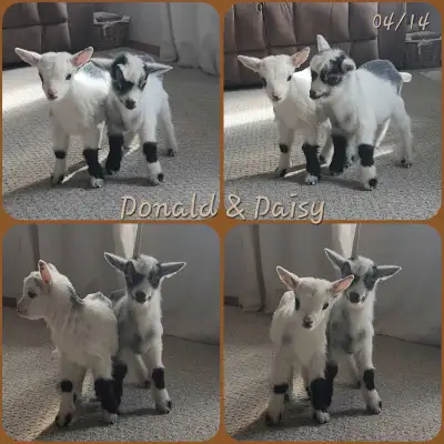 Pygmy Goat Babies, View more