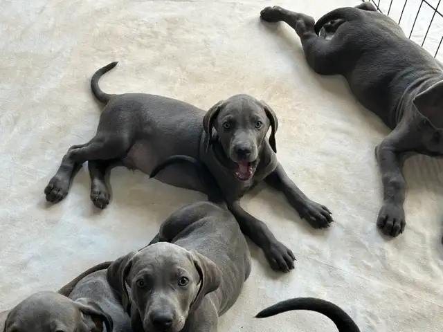Weimaraner puppies.   2 blue girls still available in Dogs & Puppies for Rehoming in St. Catharines - Image 5