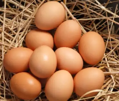 fresh fried eggs, View more