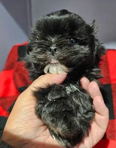 Maltese Yorkshire Terrier cross puppies. Adorable furr babies sure yo warm your heart ❤️. These babi...