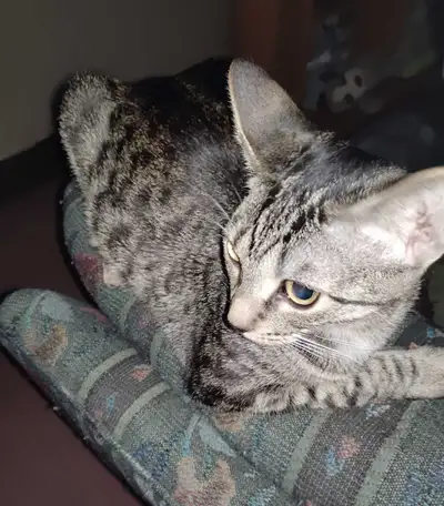 Tabby Kittens for Sale, View more