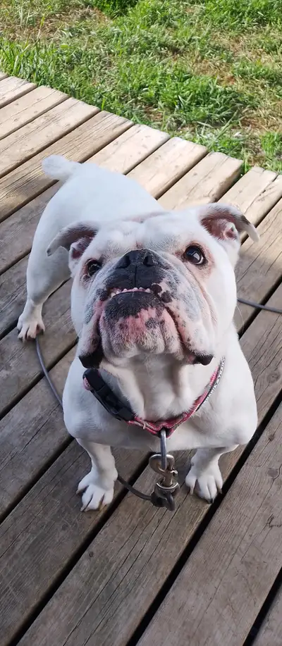 Bulldog, View more
