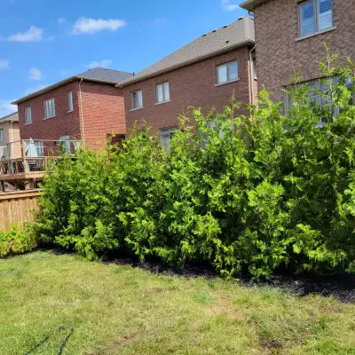 Fast Growing Natural Privacy! Eastern White Cedar Trees 3-12ft Perfect for privacy hedges! Pick up,...