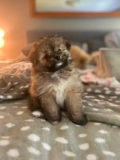 ❤️ Tiny YorkiPoo Yorkie / Toy Poodle / Pomeranian Puppies ❤️, View more
