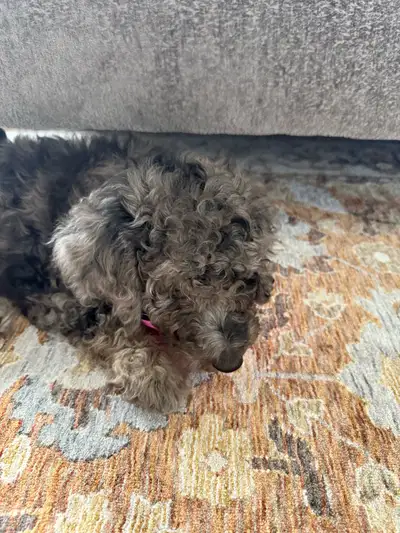 Find a loving new home for my adorable F1B Golden Doodle! Typically, F1B Golden Doodles are known fo...