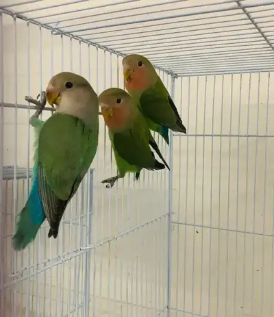 baby peach face lovebird for sale at TT pets price: $79.99 each $99.99 each $119.99 each Now availab...