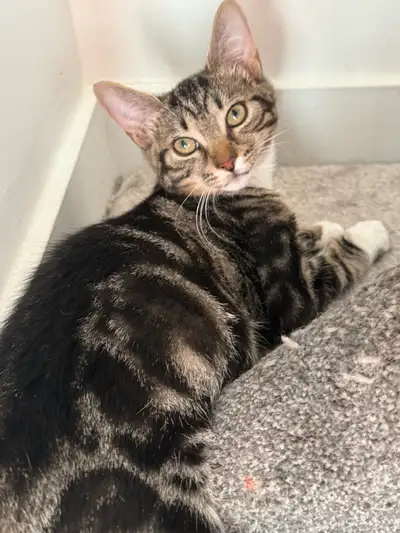 5 Month turkish angora kitten(Mother/father same breed).Used to the liter box,eat dry and can food,n...